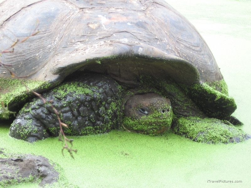 tortoise santa cruz green